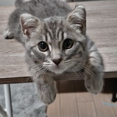 bZgkLg6v6Q19817's profile picture. 猫の下僕
🍊😺虎太郎😸🍊2024/3/1 マンチカン♂長足・短毛