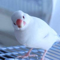 くたくた之介🐧 (@kutanosuke_cx30) 's Twitter Profile Photo くたくた之介🐧 (@kutanosuke_cx30) 's Twitter Profile Photo