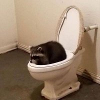 Lucy 🐺⚔️🍻⚔️📿⛈️ (Emo) (@support_animal_) 's Twitter Profile