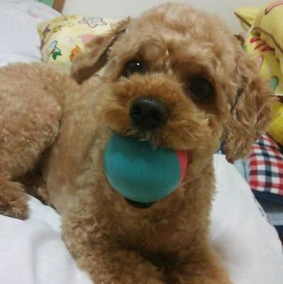 びびの助さんのプロフィール画像