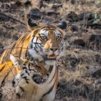 gemsstar (@saurabhsin16721) 's Twitter Profile