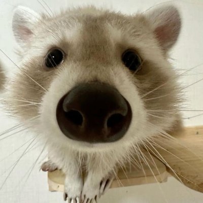 chococooncoli's profile picture. 