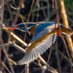 Veronica in the Fens 🧚🏼♀️ My Heart in Nature (@veronicajopo) Twitter profile photo Veronica in the Fens 🧚🏼♀️ My Heart in Nature (@veronicajopo) Twitter profile photo