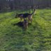 Nala And Luna (@nalaandluna3) Twitter profile photo Nala And Luna (@nalaandluna3) Twitter profile photo