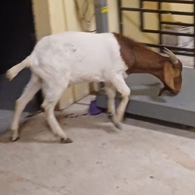 danielchap25971's profile picture. 