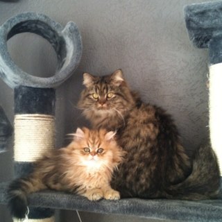 BiancaFiolet's profile picture. 