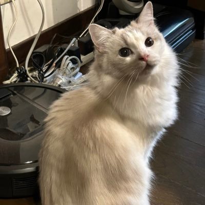 paurarirurero's profile picture. ぽんこついんせい abc34th lockだったひと