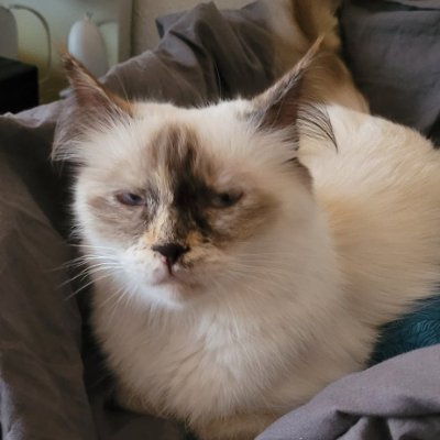 This account is dedicated to the little fluffball that is Sticky's cat Coco!
Don't dm unless close
Run by @Jaded_Jasper_ (✨️) + @TariProd (🍕)