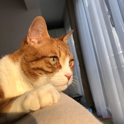 sen1kahpesin's profile picture. 🐈🧡
#Beddua Nasılsın, ev bildiğin insandan çaldıklarınla yeni bir yuva kurup içine de huzuru koyabildin mi? İnşallah mutsuzsundur.
Çoooooook amin🙏