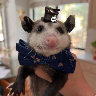 Just a pan guy @2K4r1nh4's boyfriend ❤️ :3
Opossums are really cute :3