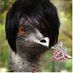 Cheetuh! (@youtubecheetuh) Twitter profile photo Cheetuh! (@youtubecheetuh) Twitter profile photo
