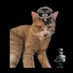 kitler and frens (@hmansnumber1guy) Twitter profile photo kitler and frens (@hmansnumber1guy) Twitter profile photo