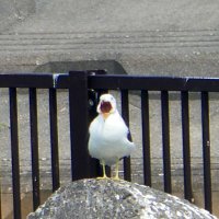 🦅 (@toritoribird_l) 's Twitter Profile