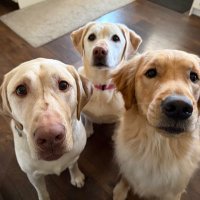 Daisy🩷 Duncan 🩵 Kirby🩵 (@ddkpups) 's Twitter Profile