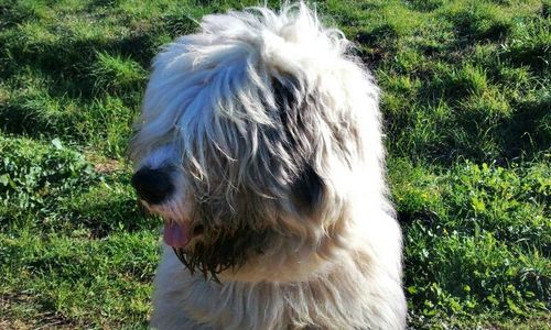 Sr_migotes's profile picture. soy un perro