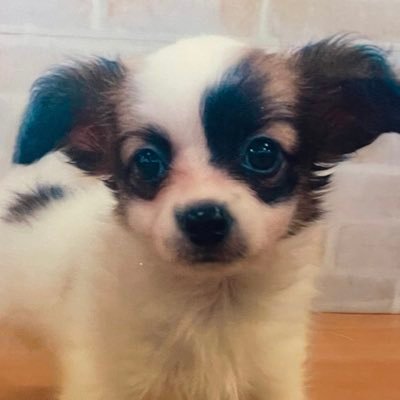 2021年6月28日生まれのパピチワ🐶(♂) 6と28は完全数なもんで名前は“かんすぅ”✌。時々やはりパピチワのポン太(ニキ)も登場します。無言フォロー失礼します。パピチワ、パピヨン、チワワ、ミックス、いやいやすべてのワンズ🐶🐾と繋がりたい🤟