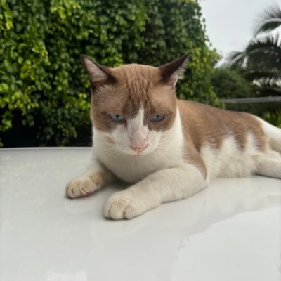 paitha_p's profile picture. 