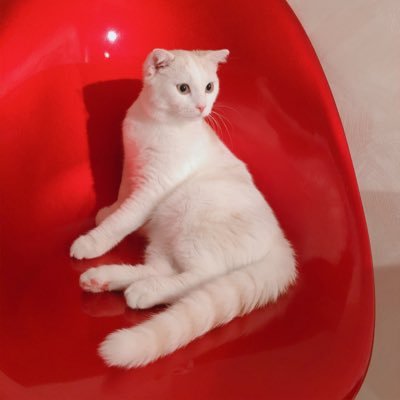 TheBondiBeachA's profile picture. 無言フォロー失礼いたします🙇‍♀️