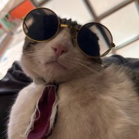 gargoernesto (@gargoernestoa) 's Twitter Profile Photo gargoernesto (@gargoernestoa) 's Twitter Profile Photo
