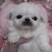 p桜qд*๑) (@lovelyhiroto) Twitter profile photo p桜qд*๑) (@lovelyhiroto) Twitter profile photo