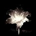 , (@nfc77l) Twitter profile photo , (@nfc77l) Twitter profile photo