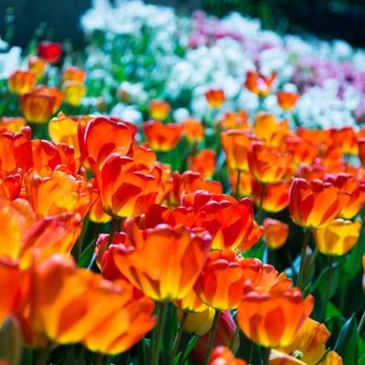 成人/えふご/メ🌷コ🍎/文/同好の士以外・未成年・高校生の方はご遠慮ください https://t.co/1Jhs2h631p