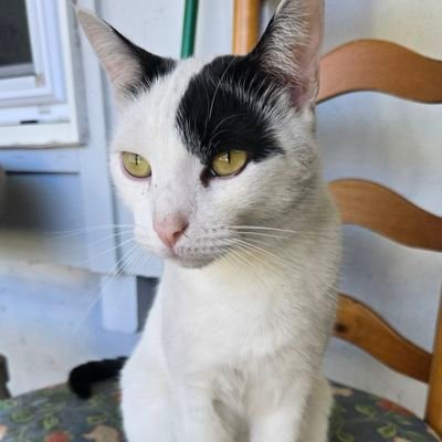 I love my cats, an FNF song listener, an Fortnite master, Reload Master, Brawl Stars and an expert gamer at FPS games and a friend of SubhanCJ and more!