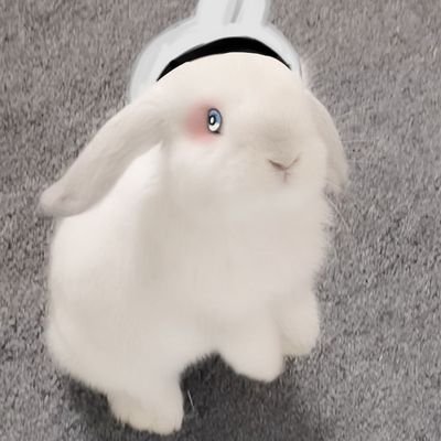 공주마마 우리엘さんのプロフィール画像