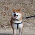 柴犬ナルくん! (@cmm1vgdemtye0o6) Twitter profile photo 柴犬ナルくん! (@cmm1vgdemtye0o6) Twitter profile photo