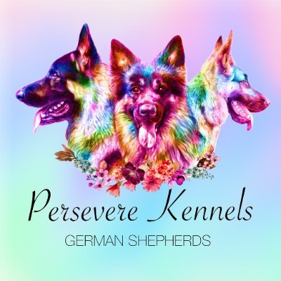 PersevereKennel's profile picture. A small breeding program for ethnically bred and health tested German Shepherds.