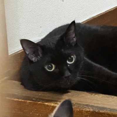 creohiro's profile picture. 日本が好きです、エロも😅 コロナは、茶番、元自衛官🤗🥶古き日本が消えつつある気がして不安な気がする^_^😩取り戻す大和民族の誇りトゥラ中　私のリポストは、全てに賛同していない事を宣言します。