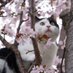 Akio San (@kimyoun59634833) Twitter profile photo