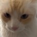 George Bush the Cat (@gbushthecat) Twitter profile photo George Bush the Cat (@gbushthecat) Twitter profile photo