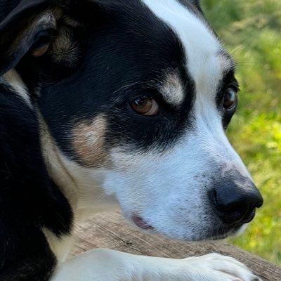 Anomele's profile picture. 