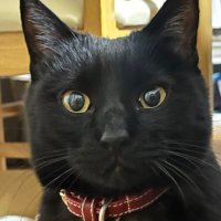 テラノ (@nyal505495456) 's Twitter Profile