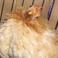 おかりーちゃん🐓と、まめファミリー (@dmmd_swp) 's Twitter Profile