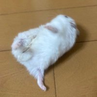 たにぞう(予備) (@frozentanizou6) 's Twitter Profile Photo