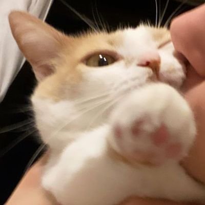 perfil fotos & vídeos dos pets de @cellbit e @lorenaaorsi 🤍