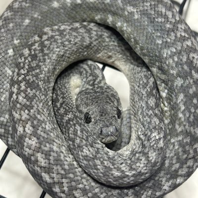 GradireIo's profile picture. カーペットパイソン大好き