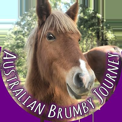 AussieBrumby's profile picture. 🐴 Join us on a journey with Australian Brumbies 🐴