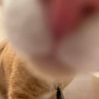 Shiro (@shiroqii) 's Twitter Profile