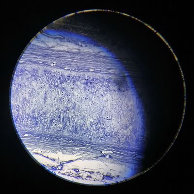 truloxi's profile picture. adults only please,
id like to make art for you
(i post whenever)
multifandom