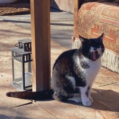 toripidan's profile picture. 