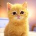🐾 mini cat🐾 (@mztacatprotege) Twitter profile photo