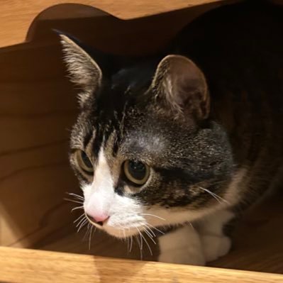 Osasimi_301's profile picture. #kosen23s：NITTC：電気