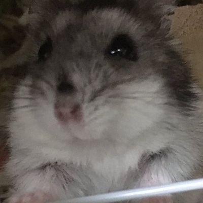 Ip22ql's profile picture. にょき