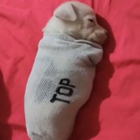 (Palworld-Recession edition) (@bambo_chewer) 's Twitter Profile Photo