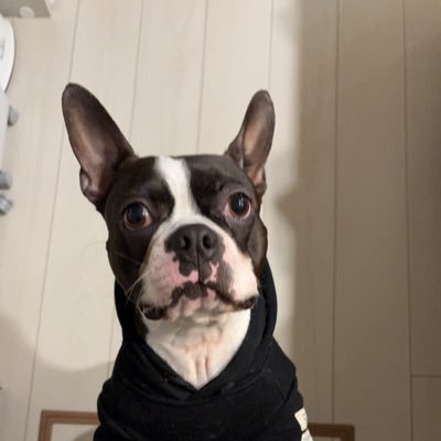 Fcszj08cFg48798's profile picture. 格闘技好き。サイベリアン、マンチカン、ブリティッシュ、ボストンテリア、ボーダーコリーと同居。