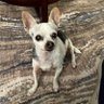 scritches's profile picture. This account is run by a feral service animal. All content is personal.