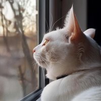 あなたの推しが見つかります (@torato908) 's Twitter Profile